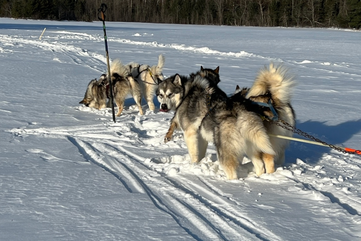 Sled Dogs Exemplify Leadership | Elevate Next